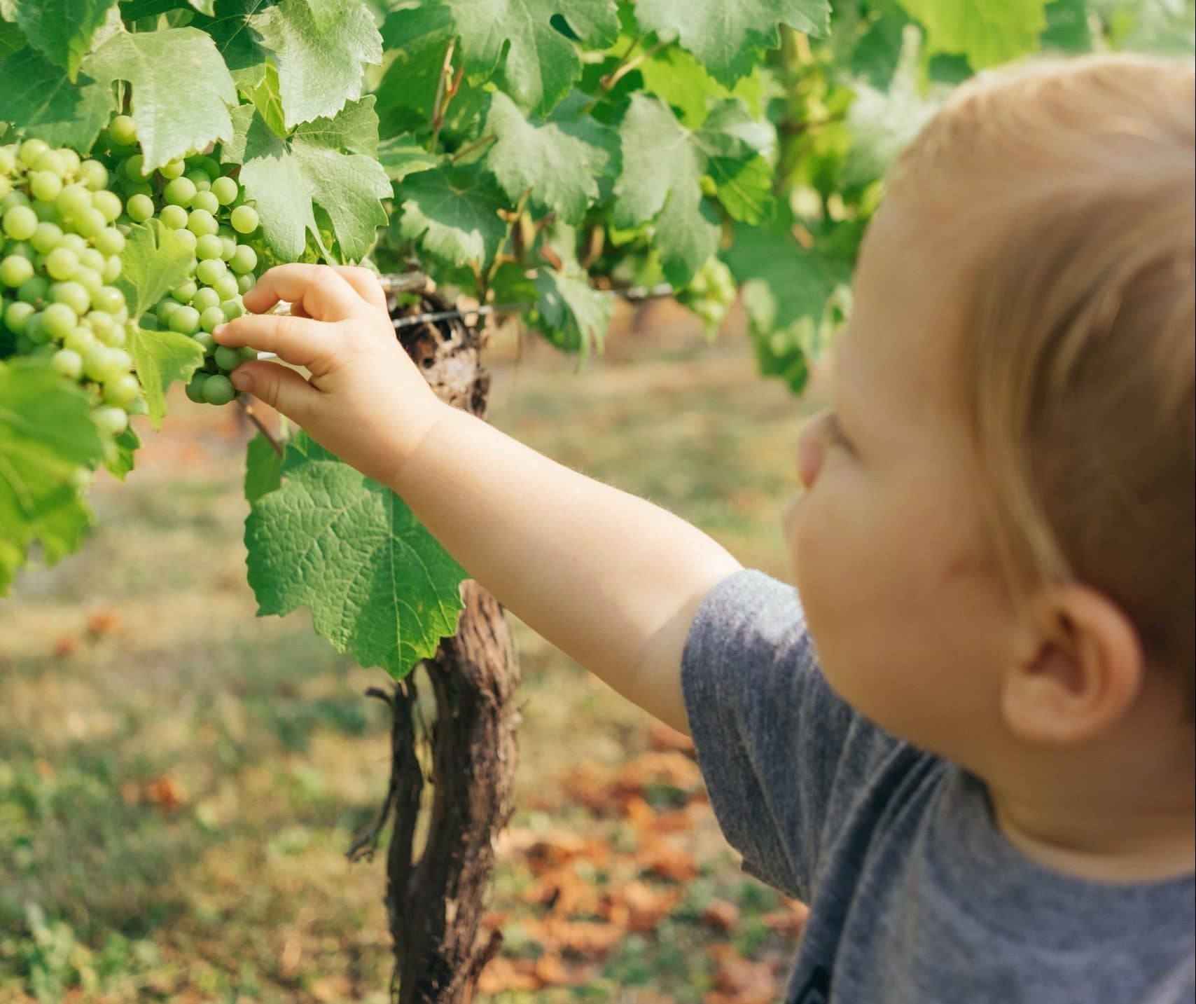 boy picking white grapes